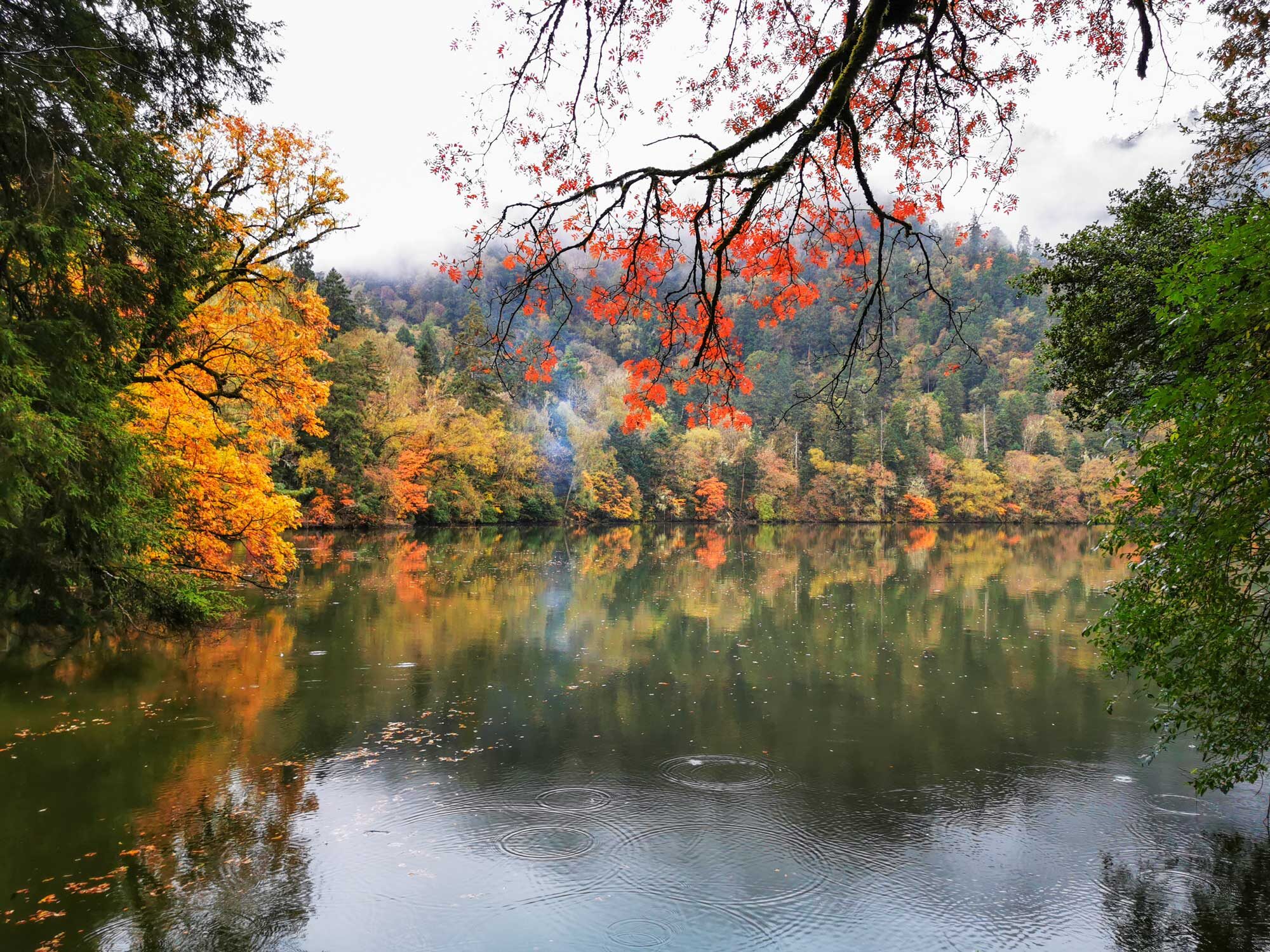 Old Trees Provide Buffer Against Climate Changes: Research