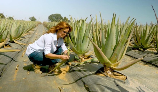 Aloe Vera Farming: The in-demand medicinal formula will earn you a lot