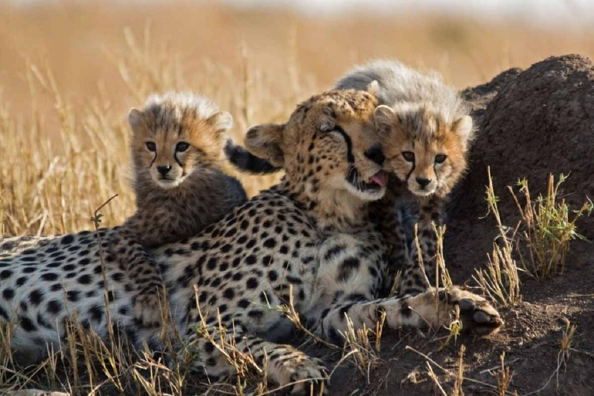 South Africa, India sign agreement; more than 100 cheetahs are likely to translocate