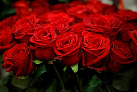 Nepal Bans Import of Roses Ahead Of Valentine’s Day