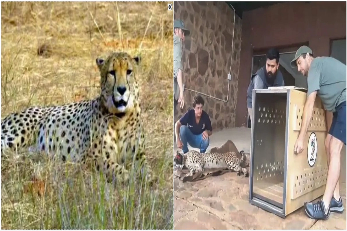 12 Cheetahs Arrive At Kuno National Park Today, CM Chouhan, Union Minister Yadav To Release Big Cats
