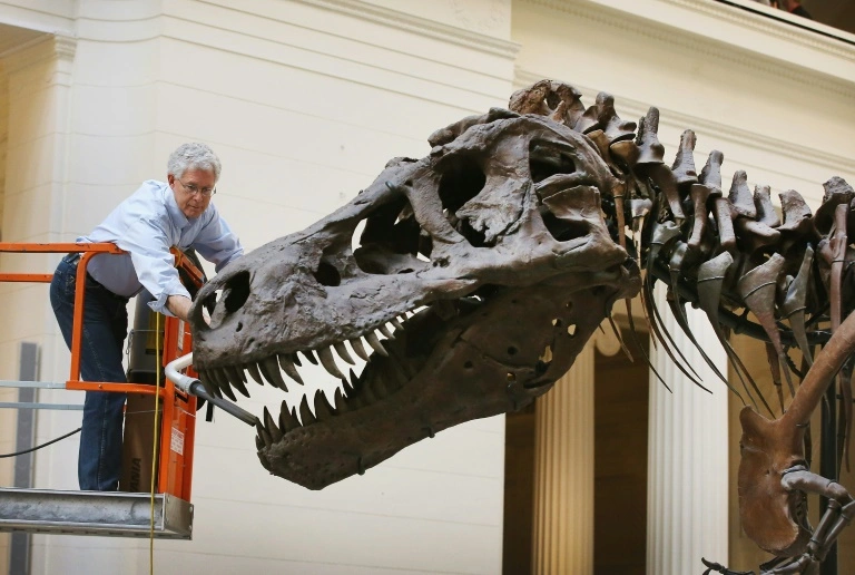 67-Million-Year-Old T-Rex Skeleton To Be Auctioned In Europe Next Month