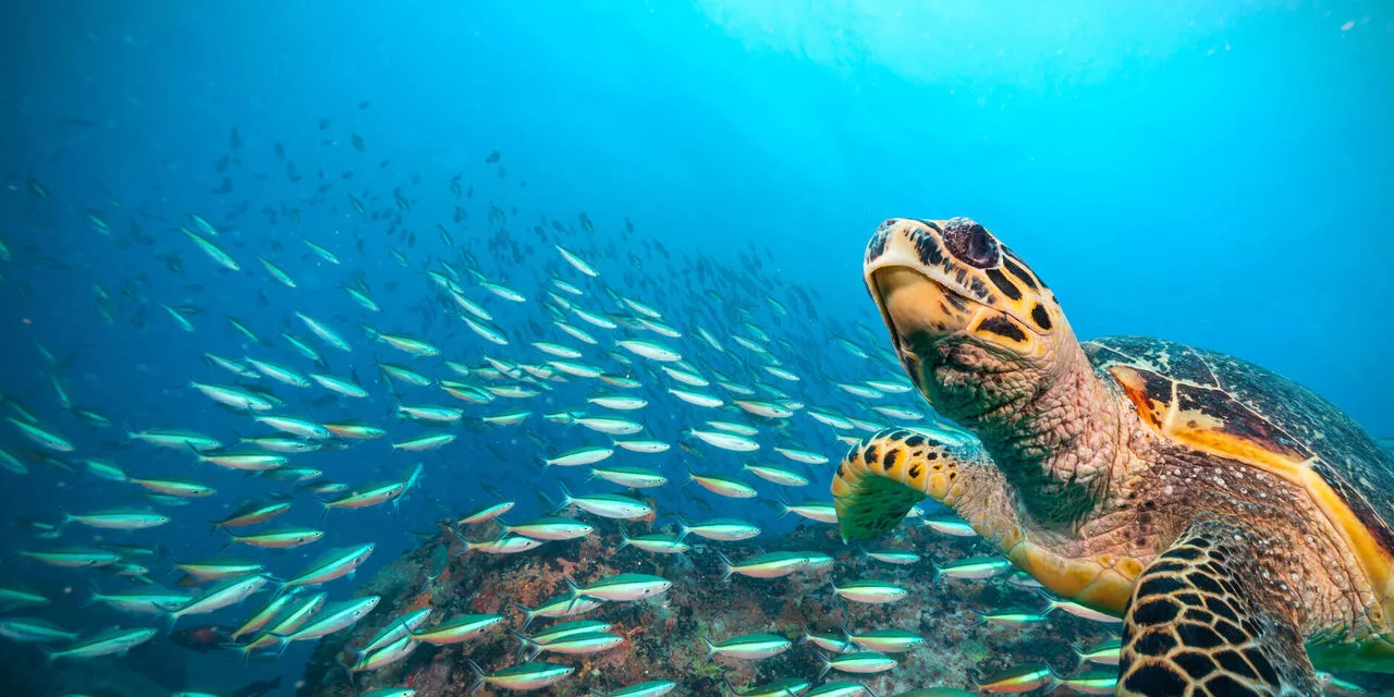 UN Member States Reach Agreement On A Historic Treaty To Protect Ocean Life