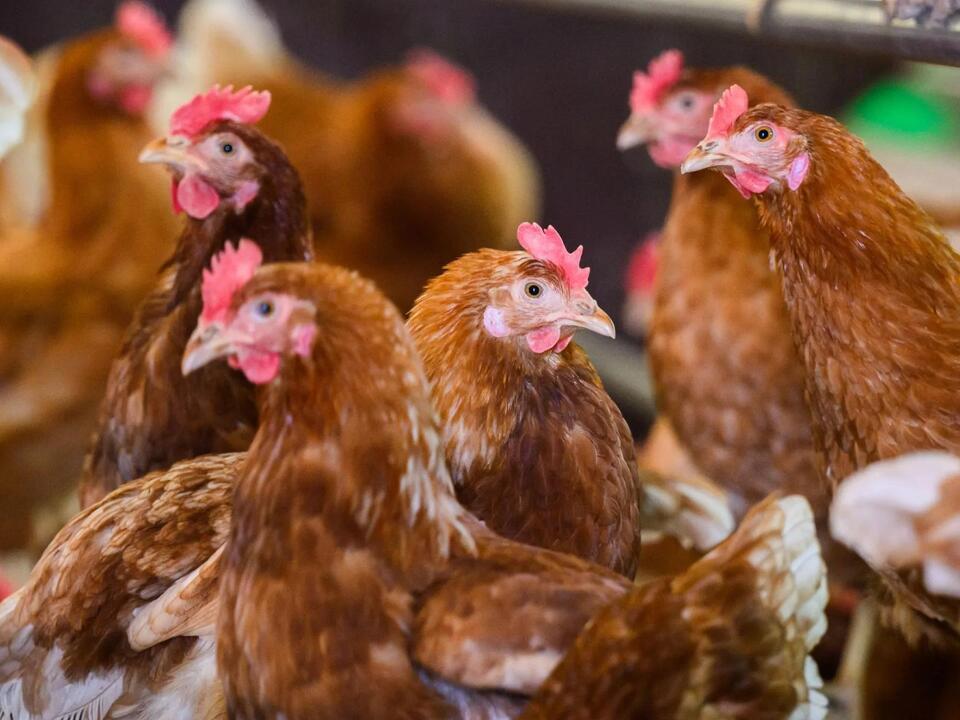 Chinese Man Sentenced To Six Months In Prison For Terrifying Chickens To Death