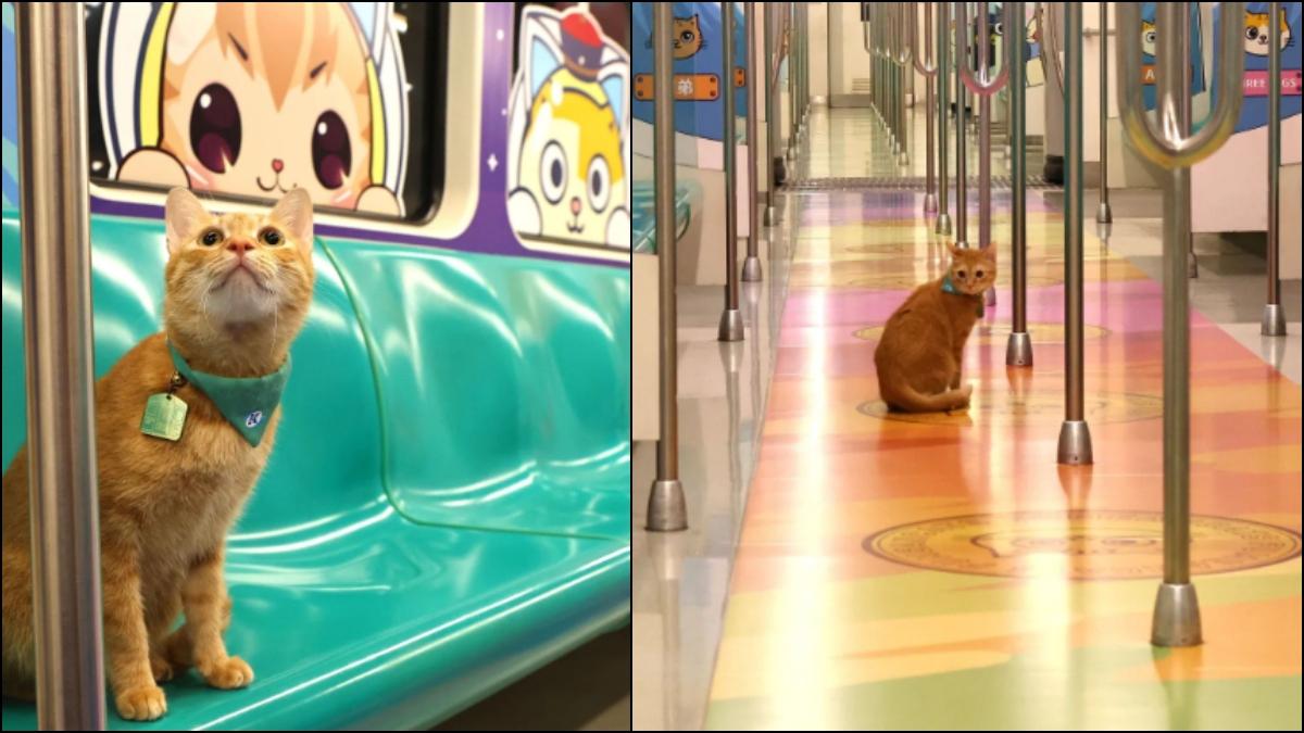 Internet Adore: Ginger Cat Called ‘Mikan’ Becomes Station Master On Taiwan Metro