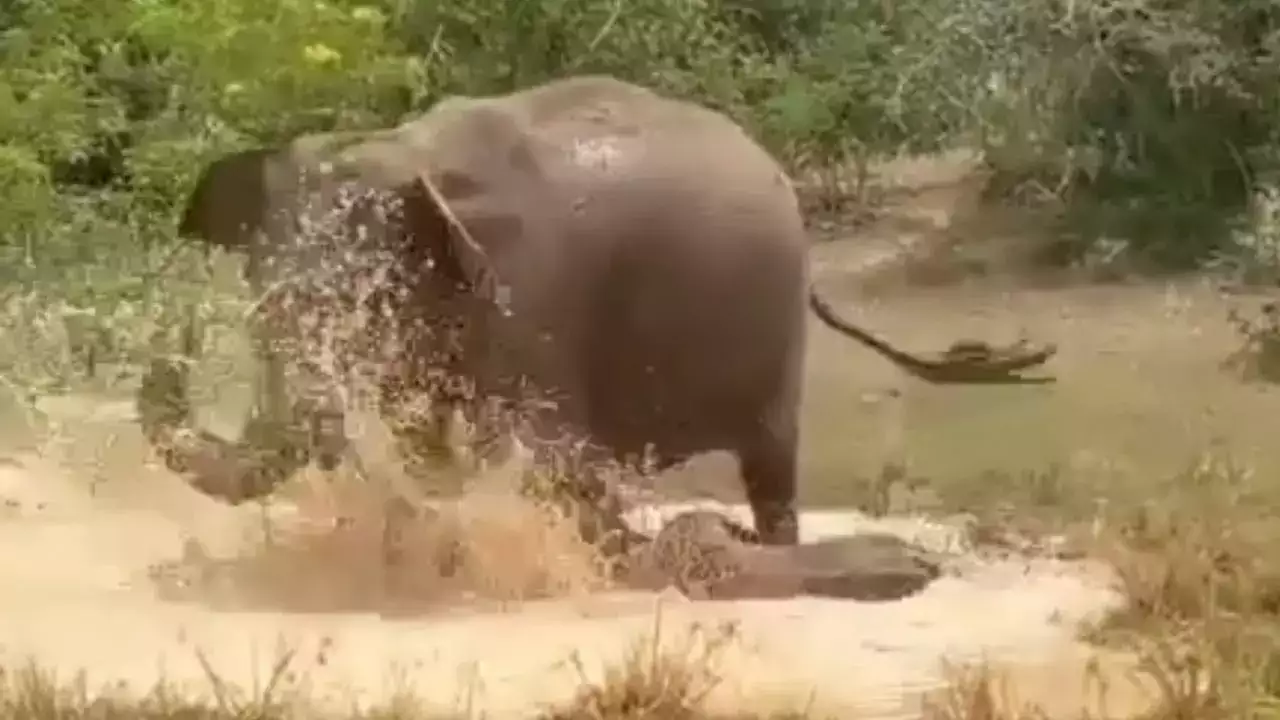 Mother Elephant Fights Crocodile To Save Her Calf