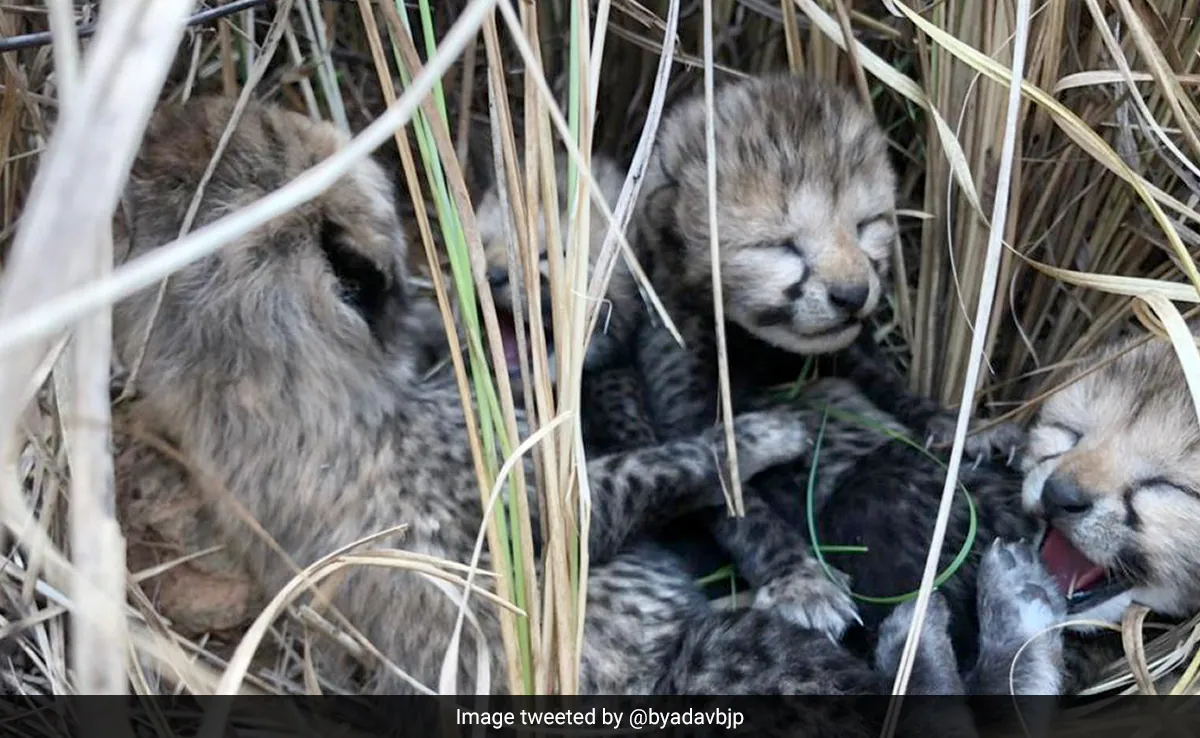 What Name Will You Give To A Cheetah? Government Launches Naming Contest