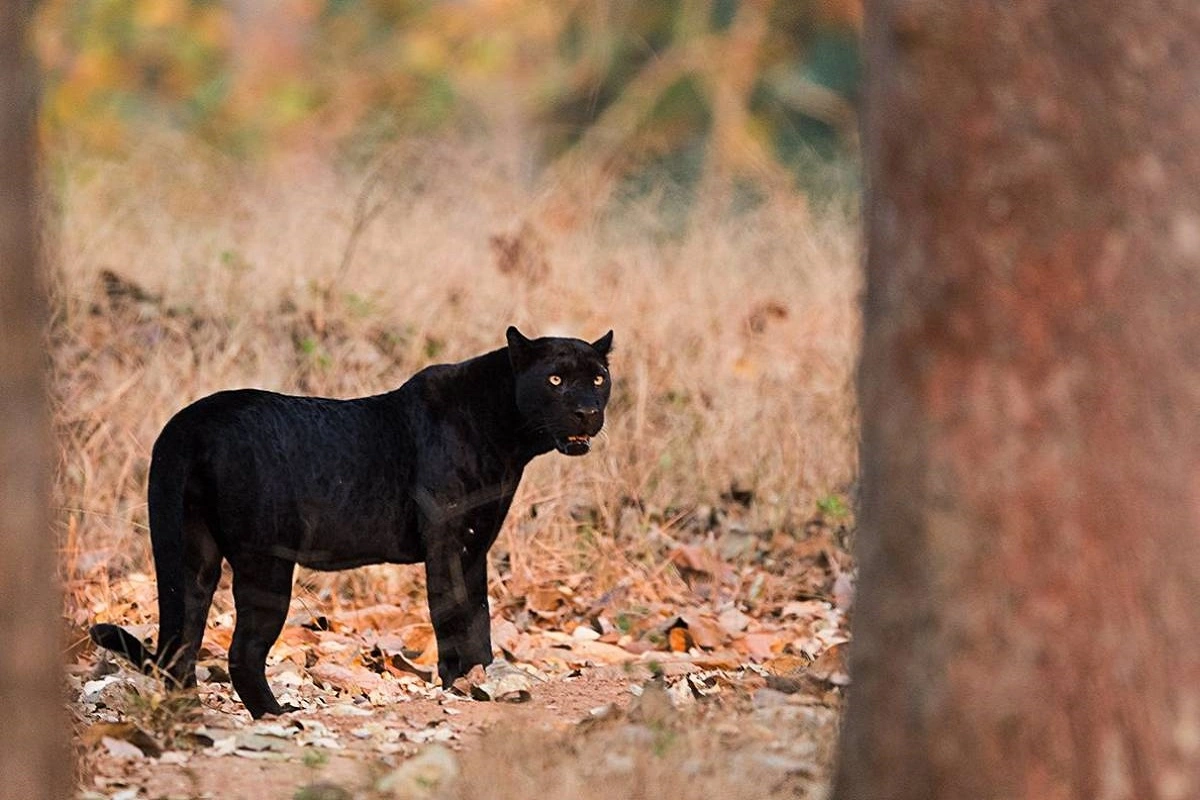 Extinct Black Panther Caught In Southern Goa By State Forest Ministry