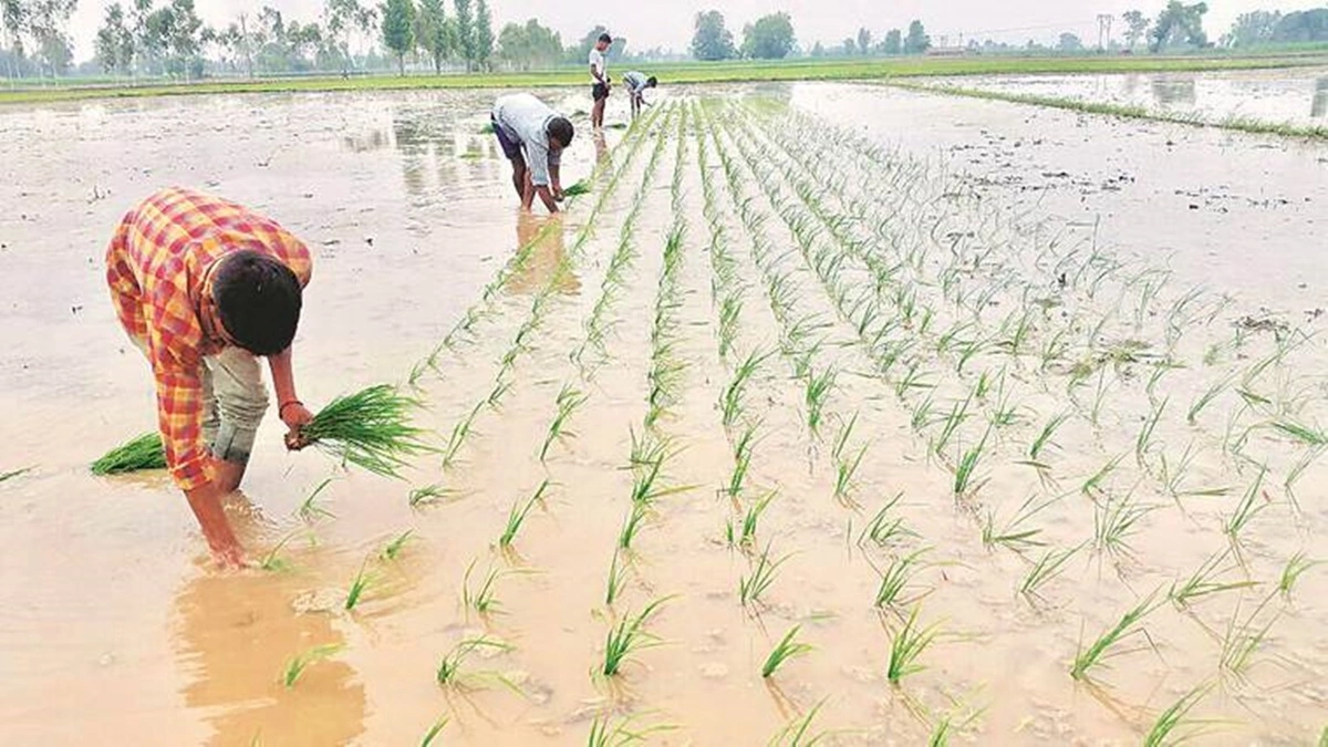 Possible El Nino Impact: Centre Asks States To Ensure Enough Seeds For Kharif Sowing