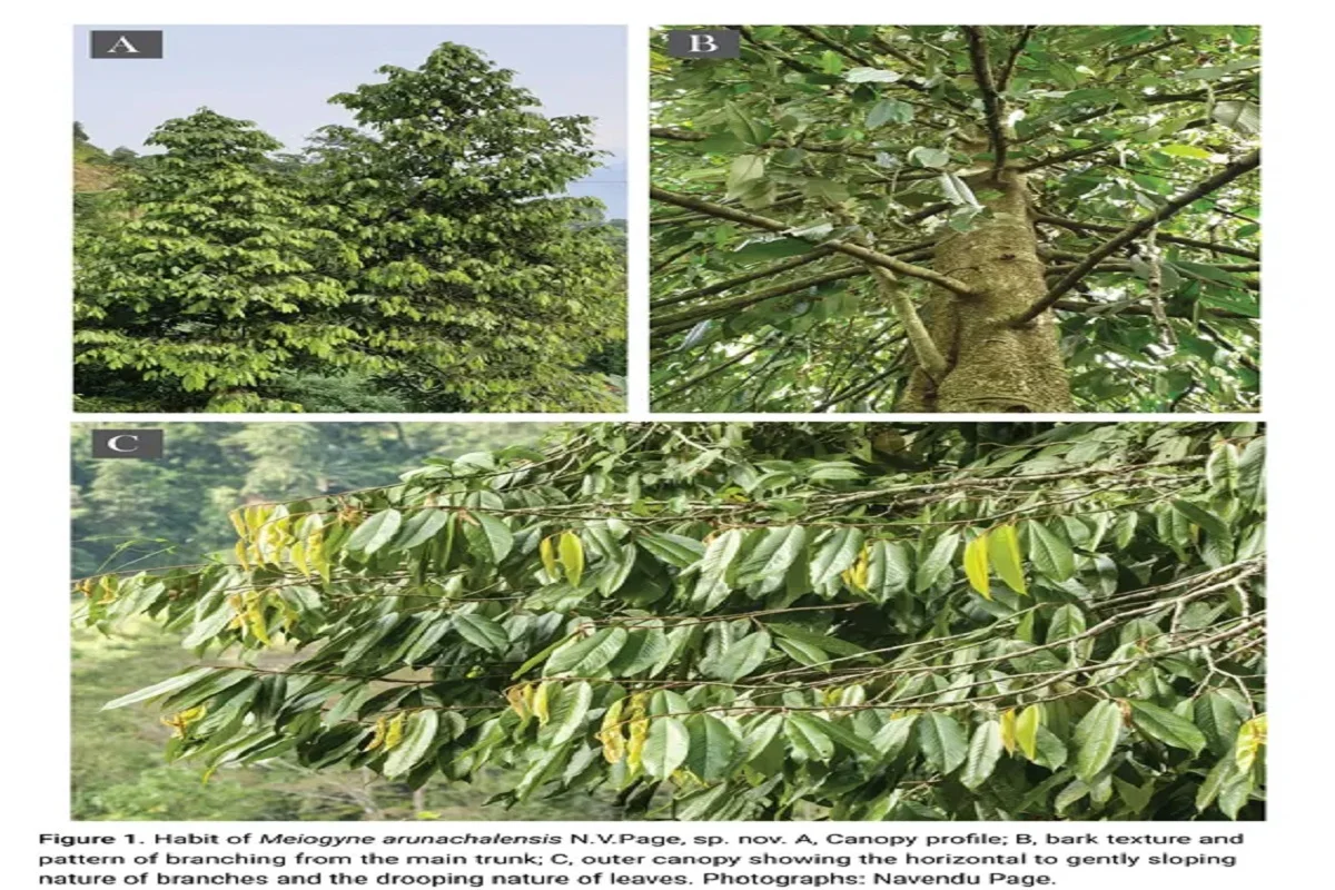 New Tree Species Discovered In Arunachal