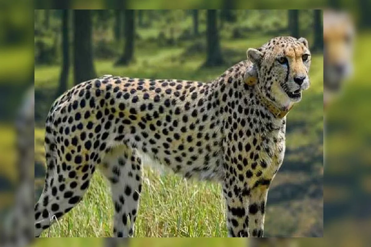 Female Cheetah Dies In MP’s Kuno National Park; Third Death In 42 days