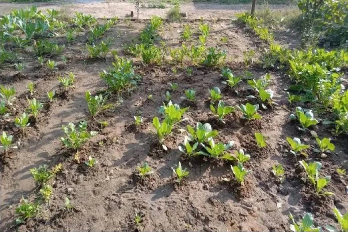 Nutrition Garden For Food Security: A Sustainable Model In Manipur