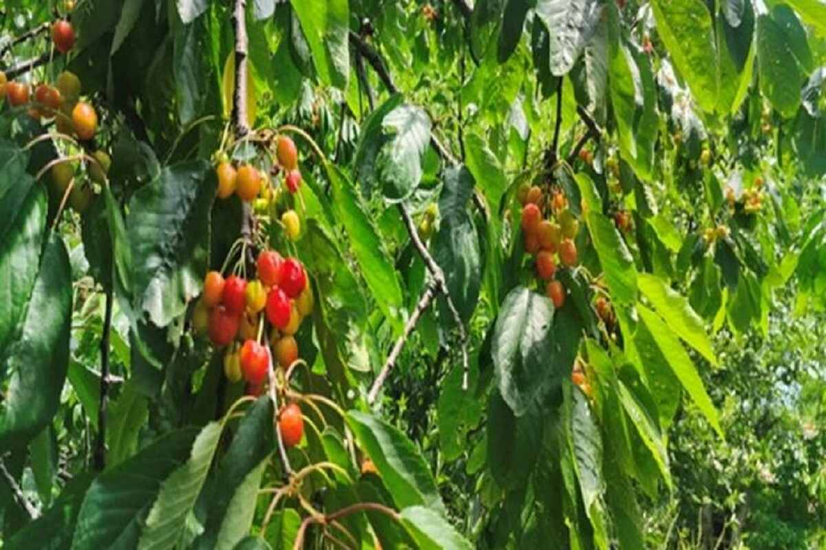 Kashmir's Cherry Harvest