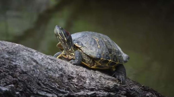 Vastu Tips: Is Keeping Tortoises At Home Beneficial? Know The Advantages, Drawbacks, And Auspicious Directions Of It