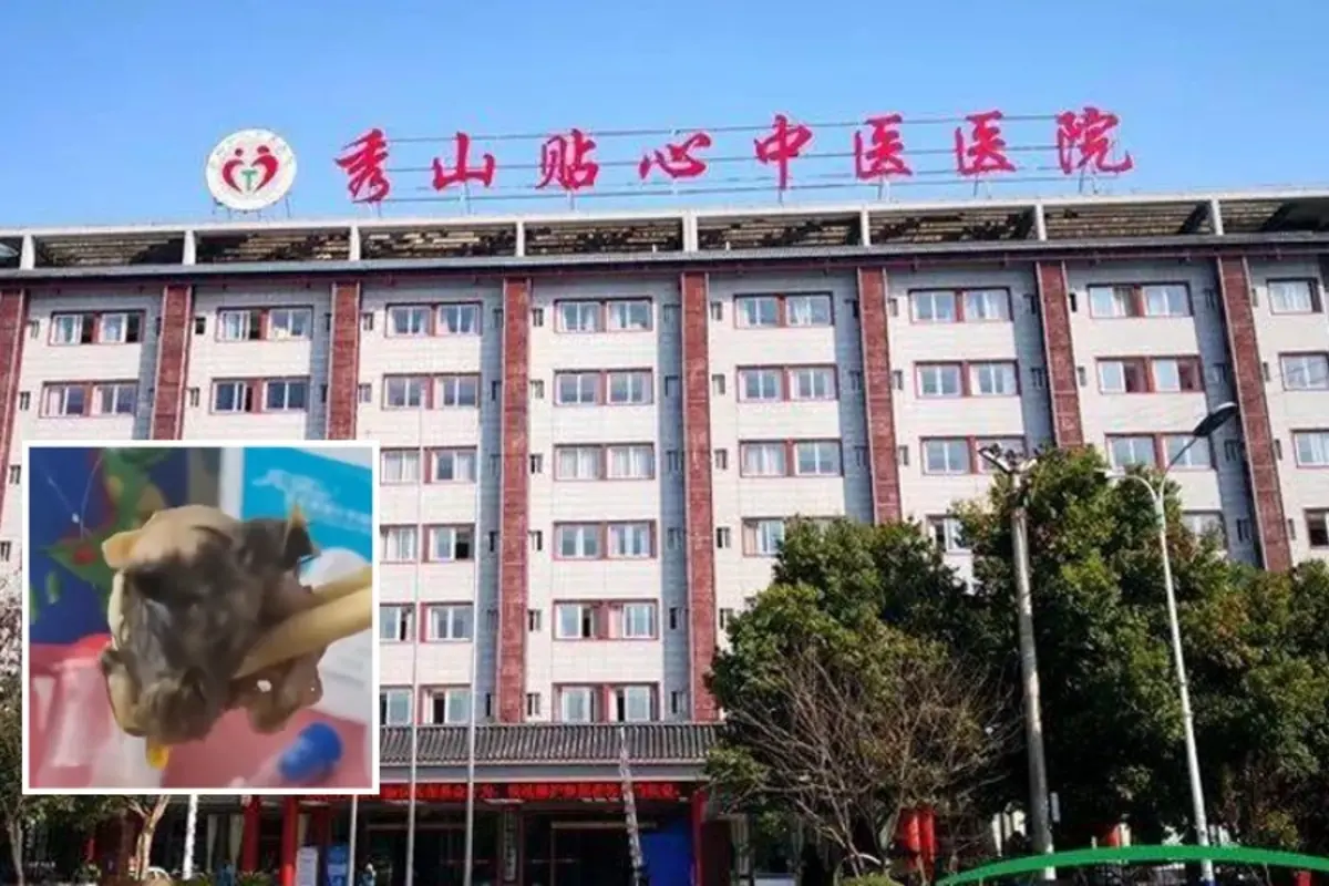 Mouse Head Found In Lunchbox In Chinese Hospital