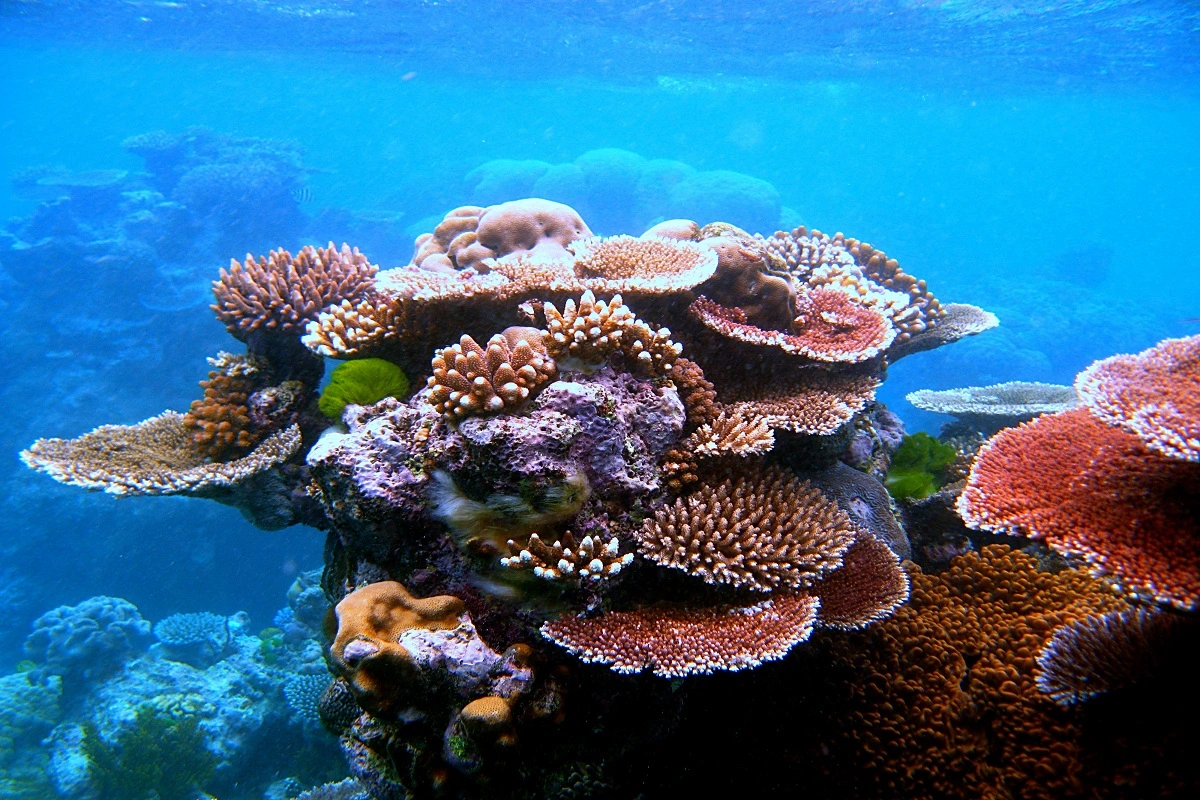 Pacific Corals Thrived During Strongest El Nino, Thanks To Local Currents, Study Finds