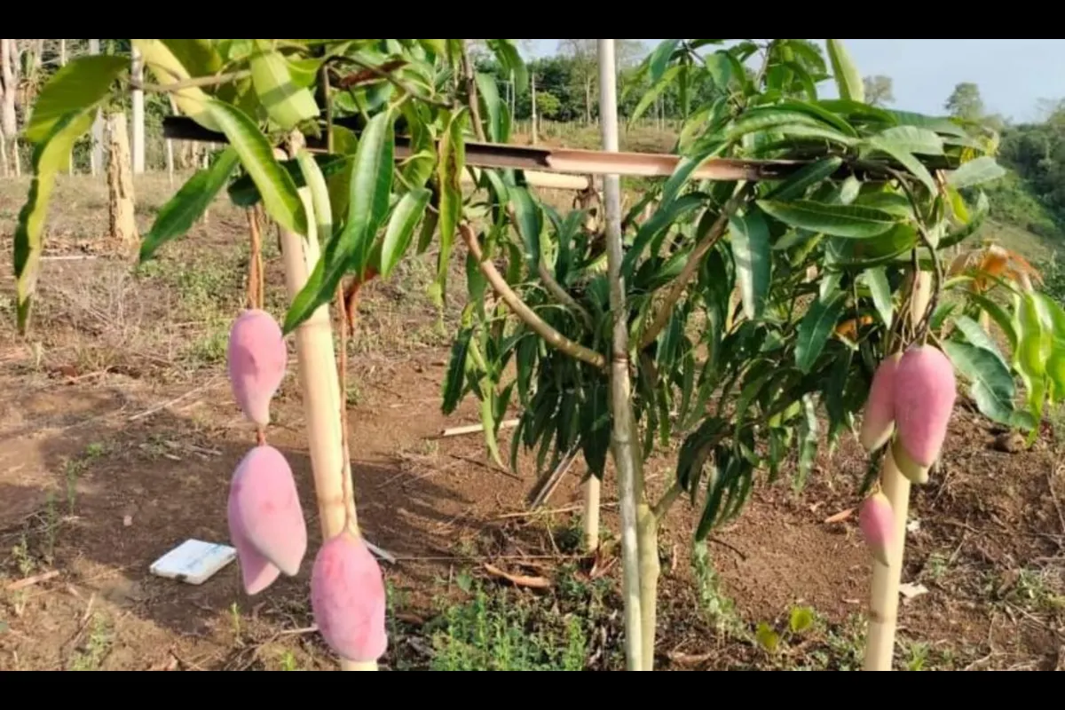 Tripura Farmers Sell ‘Miyazaki’ Mango At Rs 1500 Per Kg