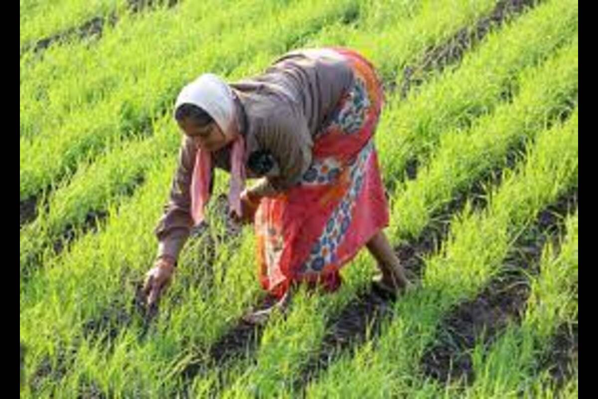 Big Relief! Centre Strides Towards Food Security And Benefitting Farmers