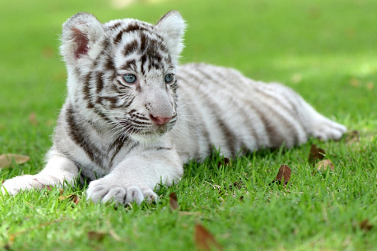 Three White Tiger Cubs Born In Maitri Bagh Zoo In Bhilai In Chhattisgarh