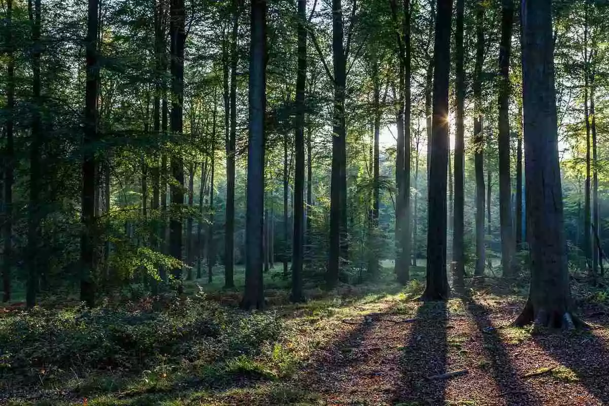 Football Ground Area Of Forest Is Lost As You Blink Your Eyes Just For Once