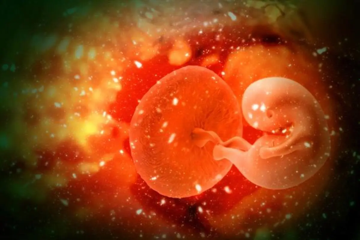 Study: A Stem Cell-Based Human Embryo Model Could Shed Light On Why Some Pregnancies Are Unsuccessful