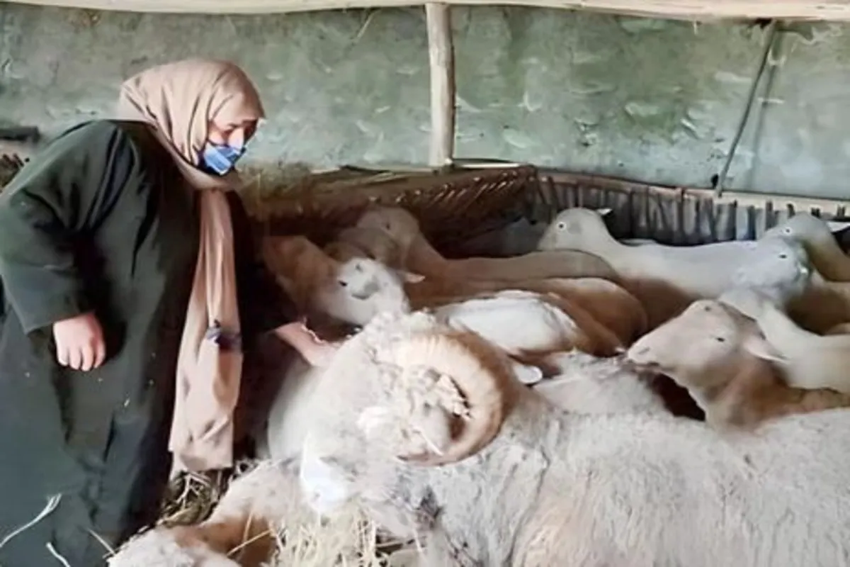 Know the Inspiring Story Of a North Kashmir’s Female Farmer Who Leads Way In Sheep Farming