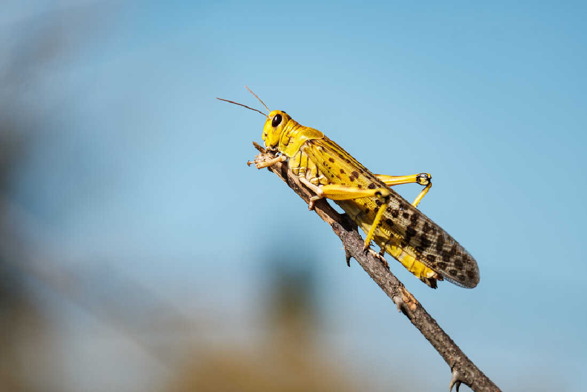 Big News For Farmers! Survey Reveals India Is Locust Free