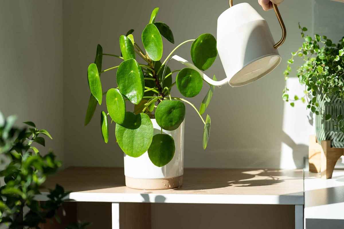 Vastu Tips:  Avoid These 5 Mistakes, While Planting Money Plant In Home