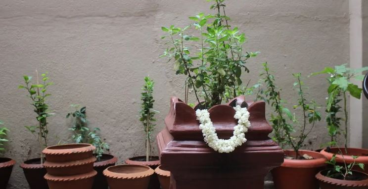 Vastu Tips: Never Place Tulsi Plant In This Direction At Home