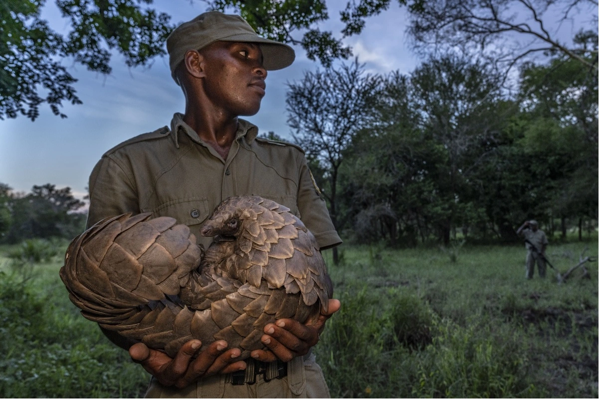 MP Court Orders 3 Years Of Imprisonment, Rs 10,000 Penalty To 15 People In Pangolin Poaching Case