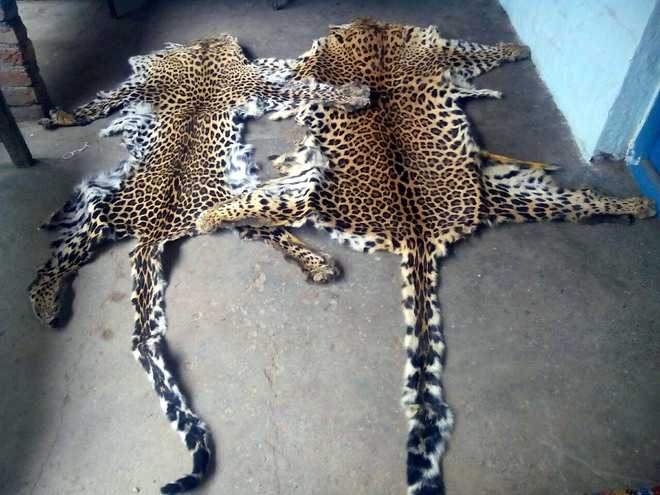 4 Leopard Skin Seized, 3 Accused Detained In Odisha Wildlife Smuggling Case