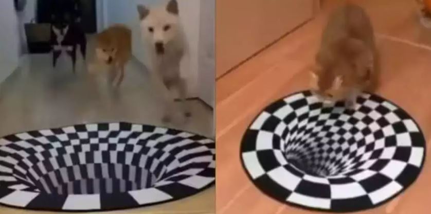 Watch Here: Animals Reacted Spectacularly To Optical Illusion