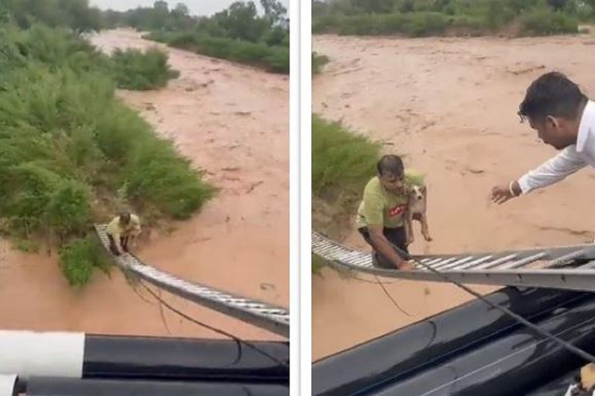 Dramatic Video Of Man Risking His Life In Chandigarh To Save Dog From Raging Waters