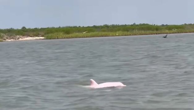 Viral Video: Rare Pink Dolphin Spotted Off Louisiana