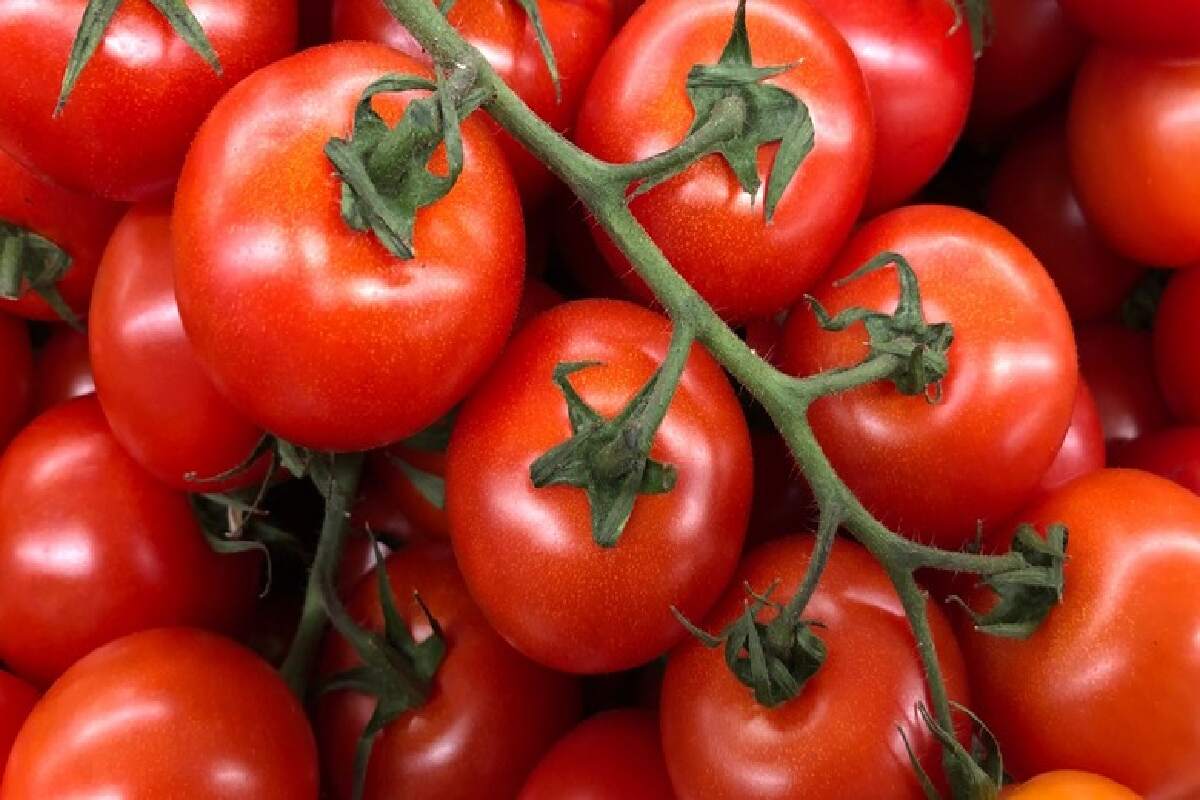 Central Government Announces Measure To Control Tomato Price Hike