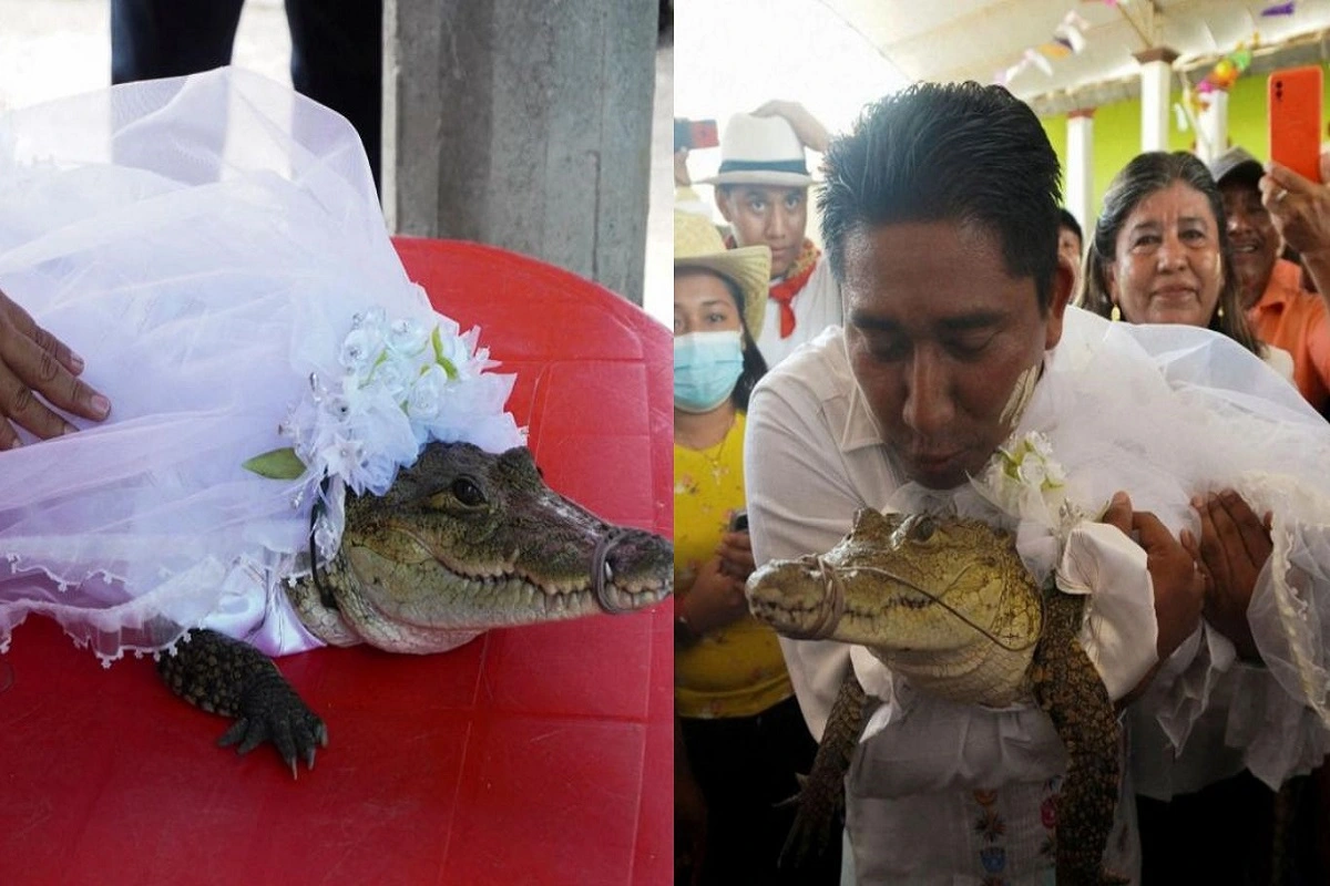 For The Past 230 Years Mexican Mayor Weds Crocodile To…… ? Know The Reason Here