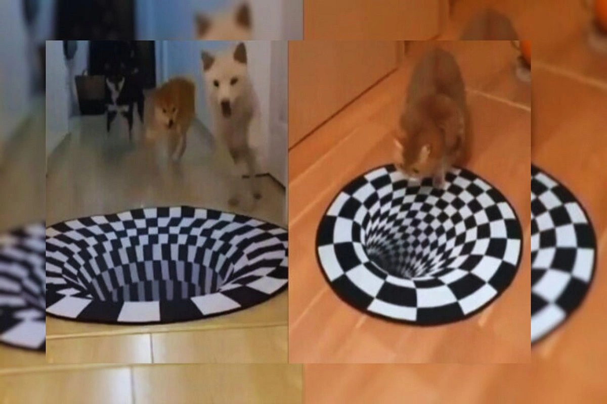 Dogs Vs Cat On Optical Illusion, Watch This Interesting Video
