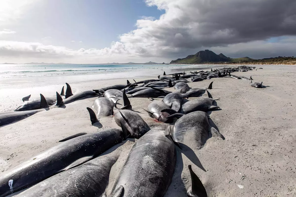 Mass Stranding In Western Australia Leads To Euthanasia Of Nearly 100 Whales