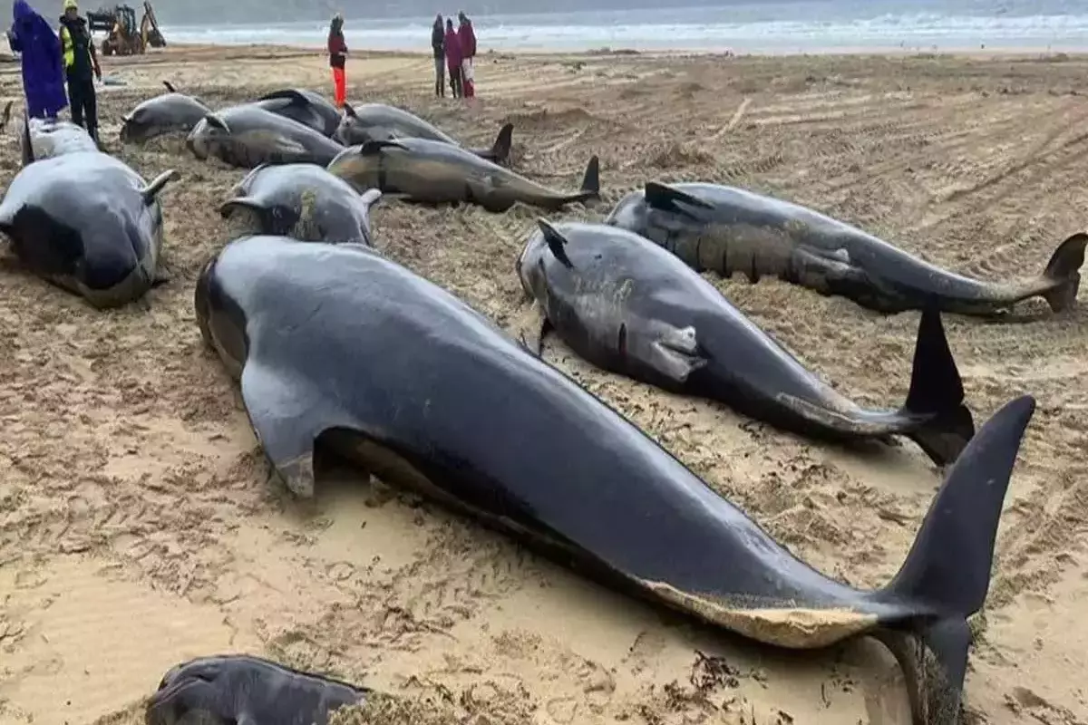 51 Whales Died After Beaching In Australia; Rescue Efforts Continue