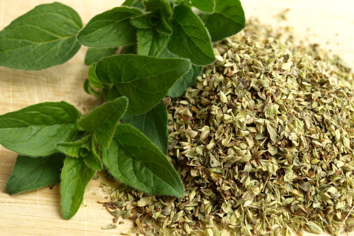 From Diabetes Management To Respiratory Health Management: Unveiling the Health Wonders Of Oregano Leaves