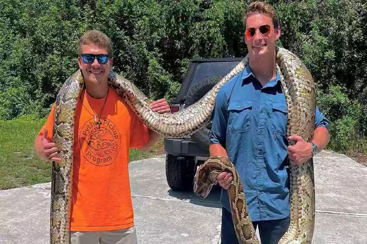 19-Foot-Longest Burmese Python Caught In The US, Watch Here