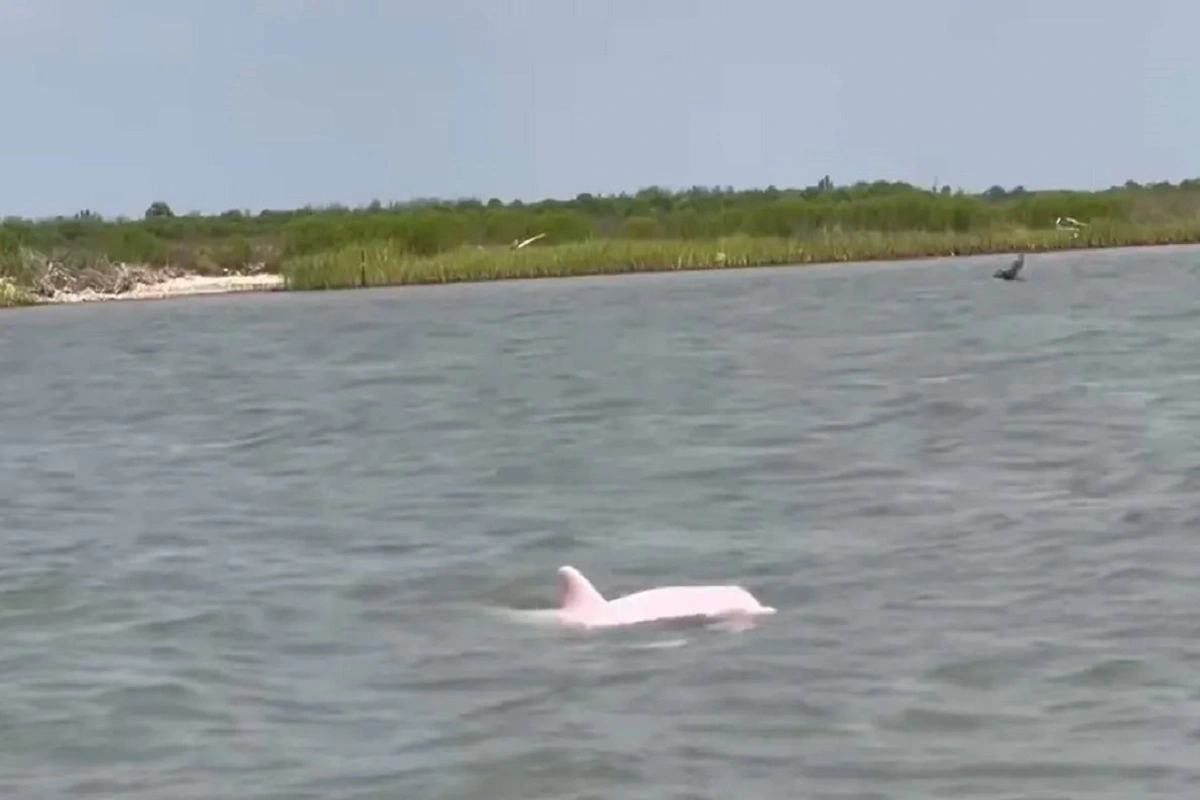 Rare Pink Dolphin Seen Off Louisiana, Watch Here