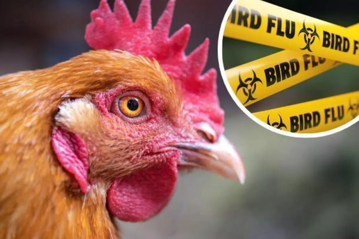 WHO: Rapid Bird Flu Cases Might Increase The Risk Of Human Infection
