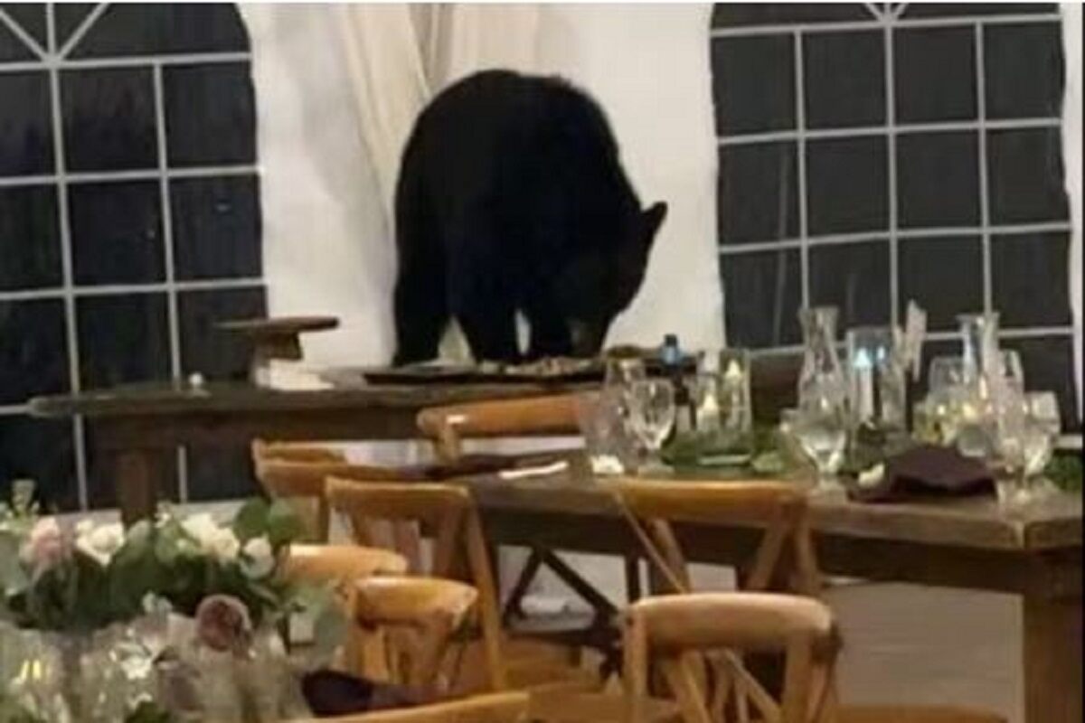 Bear Crashes Wedding Reception In US, Steals Desserts From Guests