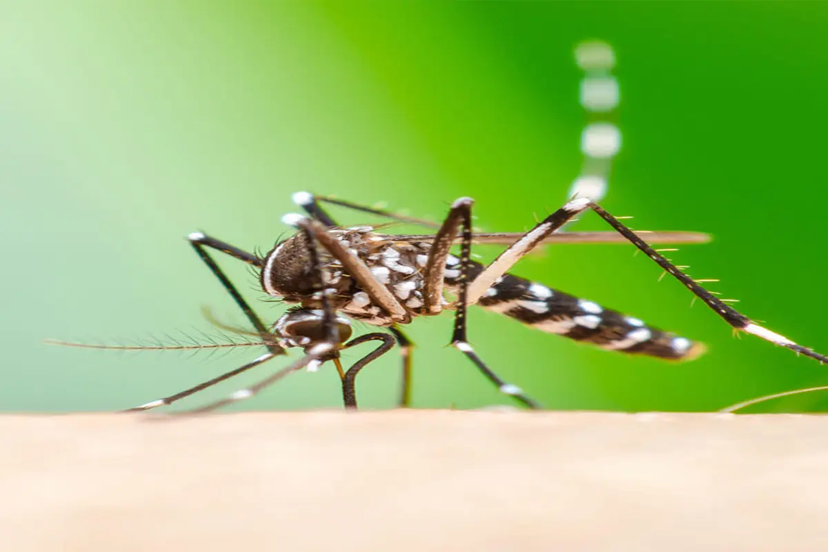 Study: Chikungunya Virus’s ‘Invisibility Shield’ May Lead To Vaccines Or Treatments