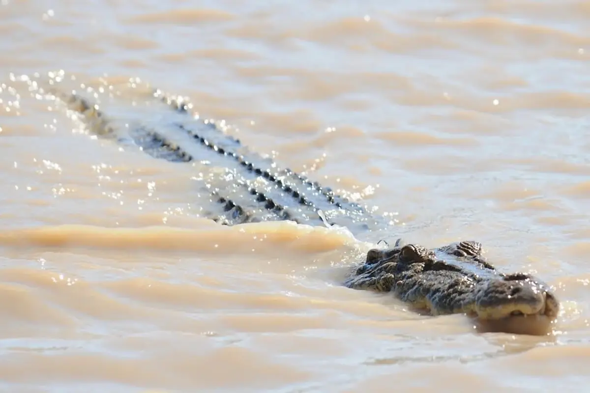 Australian Defence Department Charged Following Crocodile Attacks 2 Soldiers