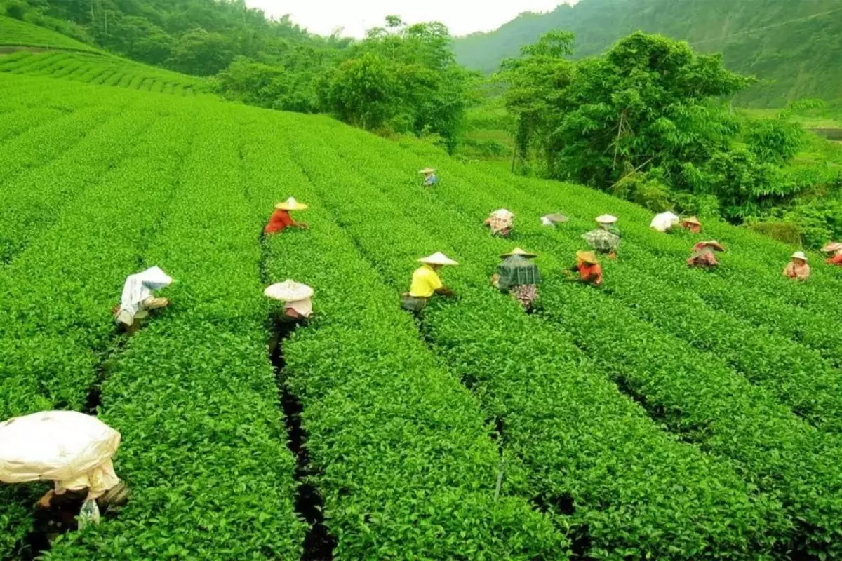 At 165 Million Kg In July 2023, Tea Production Increased By 6.2%