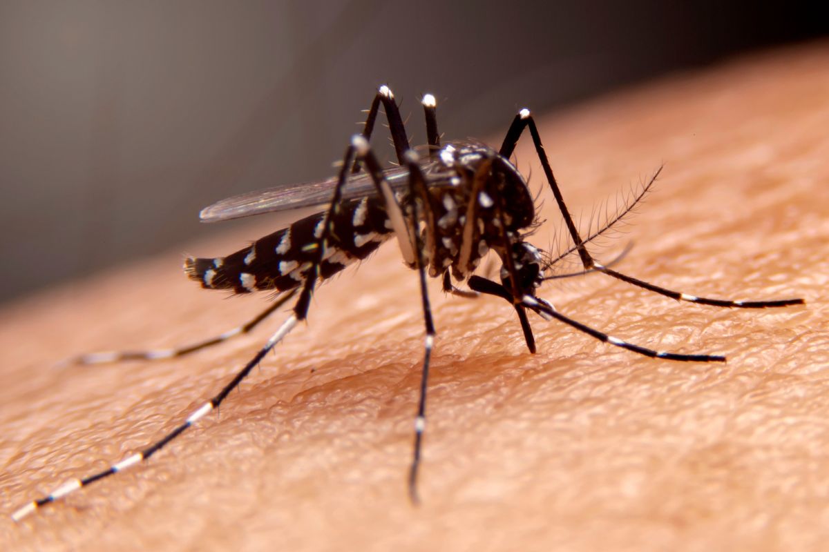 Tripura Reports 92 Dengue Cases With High Concentration Along Bangladesh Border