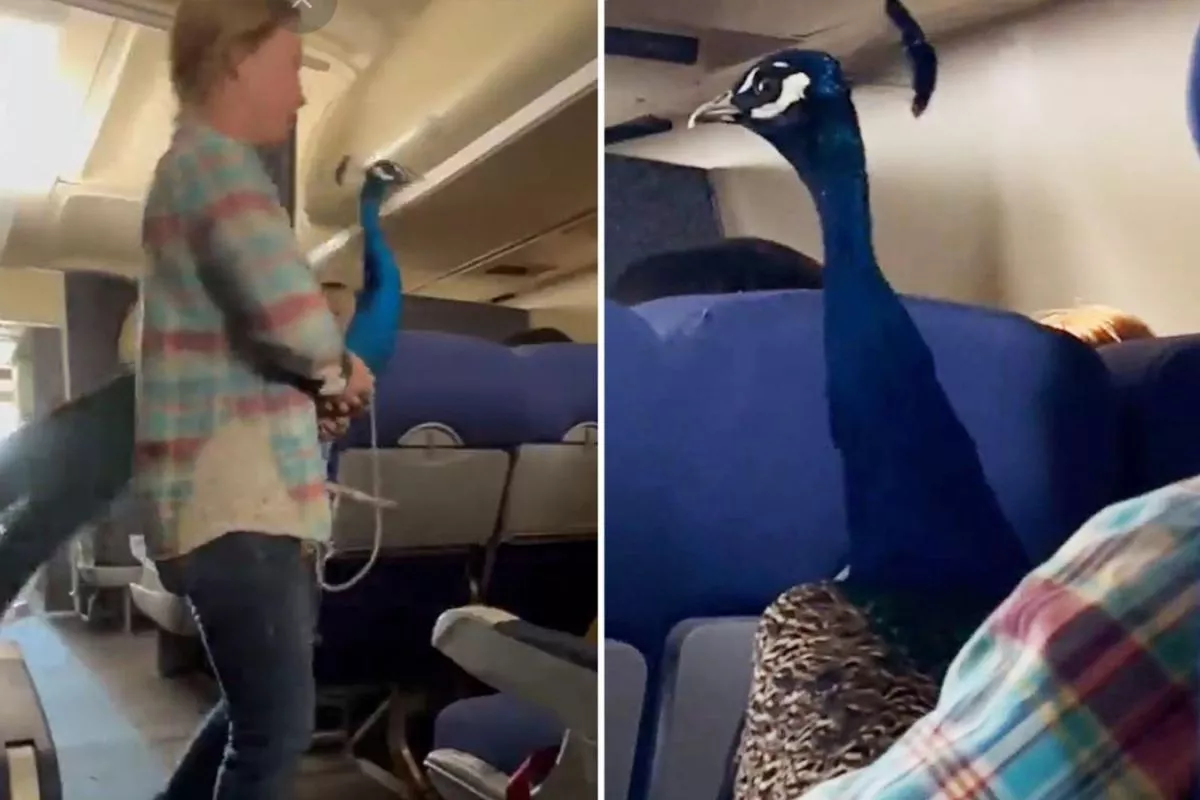 Bird On Flight! Woman Takes Her Pet Peacock On Aeroplane Ride; Video Goes Viral