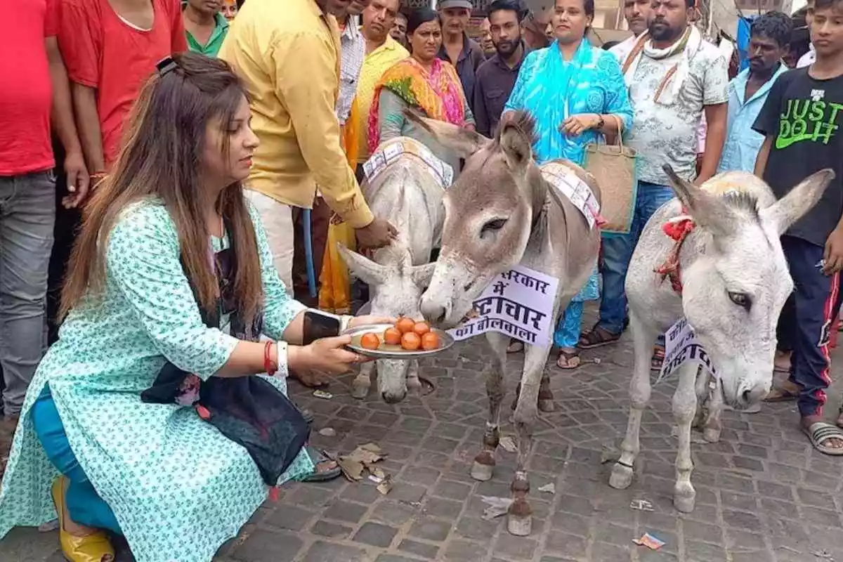 Donkeys Fed ‘Gulab Jamuns’ In Rajasthan; The Reason Is Definitely Unexpected   
